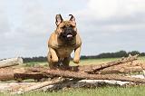 BULLMASTIFF 149